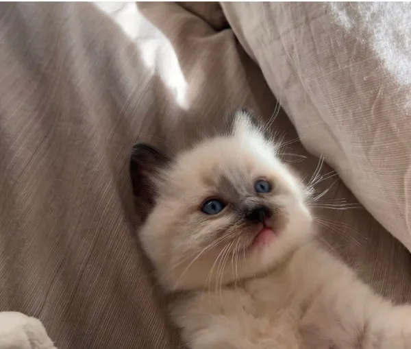 Albus