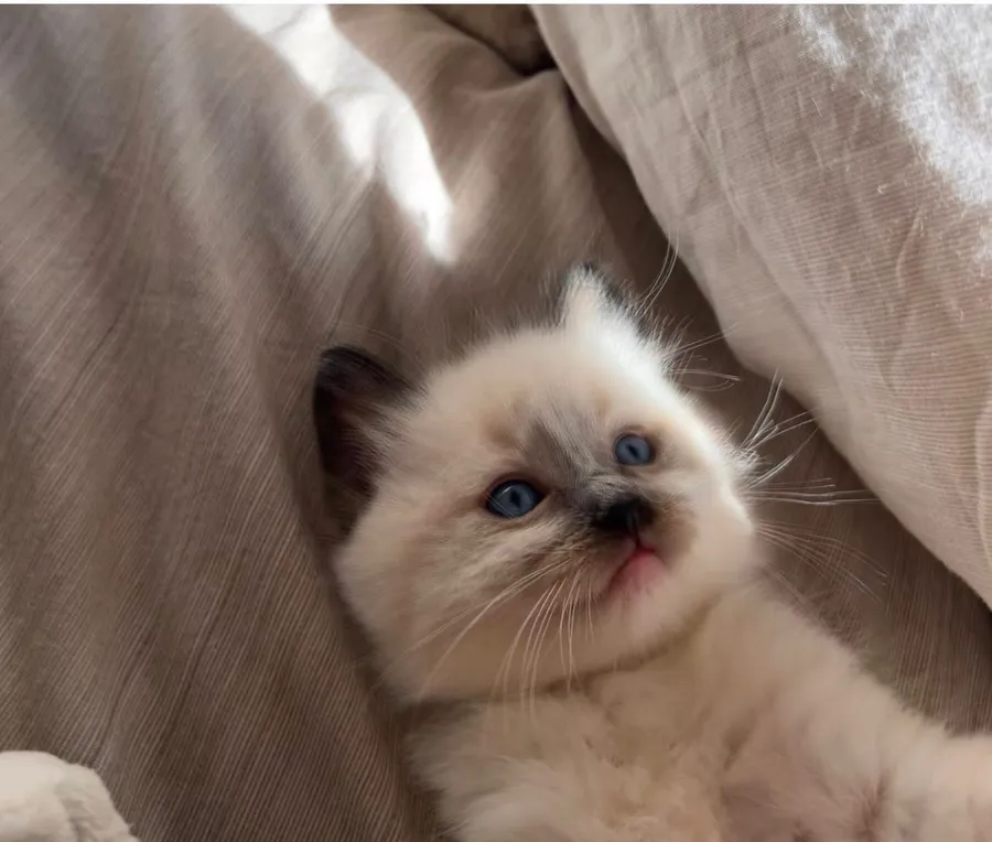 Albus